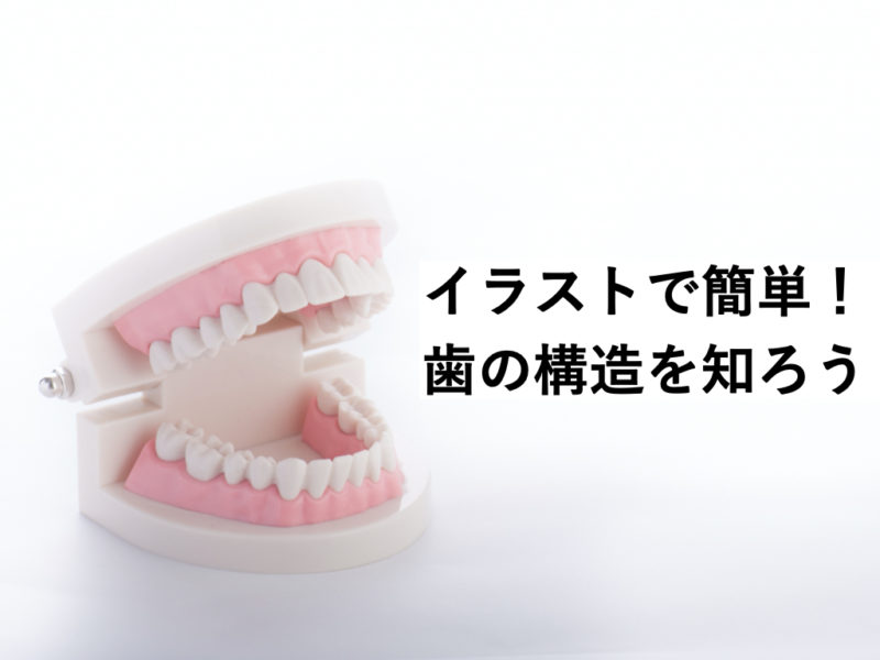 イラストで簡単 歯の構造を知ってお口の健康を理解しよう Hahahablog